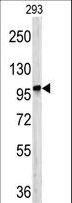 Dipeptidylpeptidase 8 / DPP8 Antibody - Western blot of DPP8 antibody in 293 cell line lysates (35 ug/lane). DPP8 (arrow) was detected using the purified antibody.