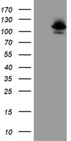 Dipeptidylpeptidase 8 / DPP8 Antibody - HEK293T cells were transfected with the pCMV6-ENTRY control (Left lane) or pCMV6-ENTRY DPP8 (Right lane) cDNA for 48 hrs and lysed. Equivalent amounts of cell lysates (5 ug per lane) were separated by SDS-PAGE and immunoblotted with anti-DPP8.