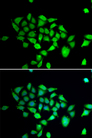 Dipeptidylpeptidase 8 / DPP8 Antibody - Immunofluorescence analysis of A549 cells.