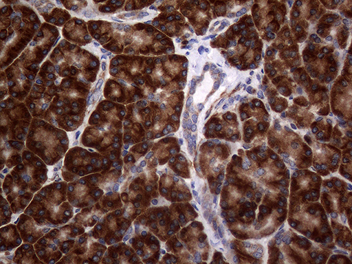 DIRAS2 Antibody - Immunohistochemical staining of paraffin-embedded Human pancreas tissue within the normal limits using anti-DIRAS2 mouse monoclonal antibody. (Heat-induced epitope retrieval by 1mM EDTA in 10mM Tris buffer. (pH8.5) at 120°C for 3 min. (1:150)