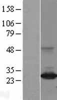 DIRAS3 / ARHI Protein - Western validation with an anti-DDK antibody * L: Control HEK293 lysate R: Over-expression lysate