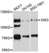 DIS3 Antibody - Western blot analysis of extracts of various cell lines.