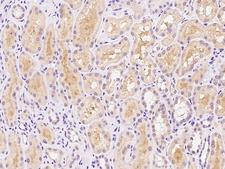 DIS3L Antibody - Immunochemical staining of human DIS3L in human kidney with rabbit polyclonal antibody at 1:100 dilution, formalin-fixed paraffin embedded sections.