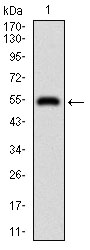 DIS3L2 Antibody - Western blot using DIS3L2 monoclonal antibody against human DIS3L2 recombinant protein. (Expected MW is 50.2 kDa)