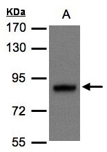 DISC1 Antibody - Sample(30 g of whole cell lysate). A: MOLT4 7.5% SDS PAGE. DISC1 antibody diluted at 1:1500.