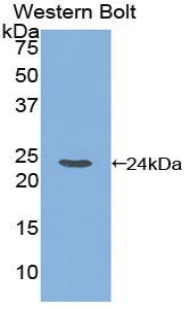 DISC1 Antibody - Western blot of recombinant DISC1.  This image was taken for the unconjugated form of this product. Other forms have not been tested.