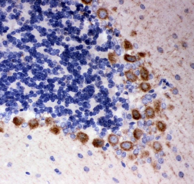 DISC1 Antibody - DISC1 antibody IHC-paraffin: Rat Cerebellum Tissue.