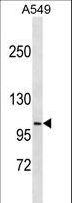 DISC1 Antibody - DISC1 Antibody western blot of A549 cell line lysates (35 ug/lane). The DISC1 antibody detected the DISC1 protein (arrow).