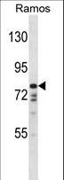 DISC1 Antibody - DISC1 Antibody western blot of Ramos cell line lysates (35 ug/lane). The DISC1 antibody detected the DISC1 protein (arrow).