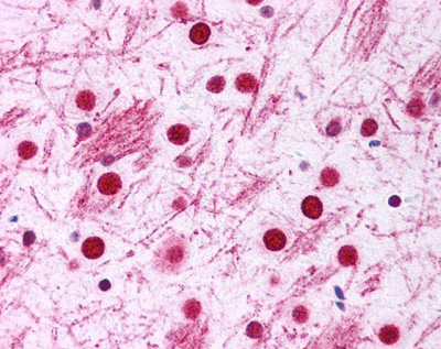 DISC1 Antibody - Staining of neurons, glial cells, and white matter. Mouse brain, 40X.  This image was taken for the unconjugated form of this product. Other forms have not been tested.