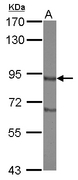 DISC1 Antibody - Sample (30 ug of whole cell lysate) A: NT2D1 7.5% SDS PAGE DISC1 antibody diluted at 1:1000