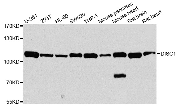 DISC1 Antibody - Western blot analysis of extracts of various cells.