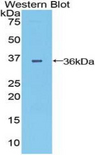 DISPA / DISP1 Antibody - Western blot of recombinant DISPA / DISP1.  This image was taken for the unconjugated form of this product. Other forms have not been tested.