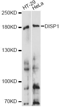DISPA / DISP1 Antibody - Western blot analysis of extracts of various cell lines, using DISP1 antibody at 1:1000 dilution. The secondary antibody used was an HRP Goat Anti-Rabbit IgG (H+L) at 1:10000 dilution. Lysates were loaded 25ug per lane and 3% nonfat dry milk in TBST was used for blocking. An ECL Kit was used for detection and the exposure time was 30s.