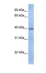 Disulfide Isomerase / TXNDC15 Antibody - Fetal heart lysate. Antibody concentration: 1.0 ug/ml. Gel concentration: 12%.  This image was taken for the unconjugated form of this product. Other forms have not been tested.