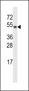 Disulfide Isomerase / TXNDC15 Antibody - TXNDC15 Antibody western blot of MCF-7 cell line lysates (35 ug/lane). The TXNDC15 antibody detected the TXNDC15 protein (arrow).