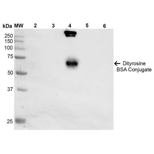 Dityrosine Antibody - Western Blot analysis of Dityrosine-BSA Conjugate showing detection of 67 kDa Dityrosine protein using Mouse Anti-Dityrosine Monoclonal Antibody, Clone 10A6. Lane 1: Molecular Weight Ladder (MW). Lane 2: BSA. Lane 3: 3,5-Dibromotyrosine-BSA. Lane 4: Dityrosine-BSA. Lane 5: Bromotyrosine-BSA. Lane 6: 7-ketocholesterol-BSA. Load: 1 µg. Block: 5% Skim Milk in TBST. Primary Antibody: Mouse Anti-Dityrosine Monoclonal Antibody at 1:1000 for 2 hours at RT. Secondary Antibody: Goat Anti-Mouse IgG: HRP at 1:2000 for 60 min at RT. Color Development: ECL solution for 5 min in RT. Predicted/Observed Size: 67 kDa.