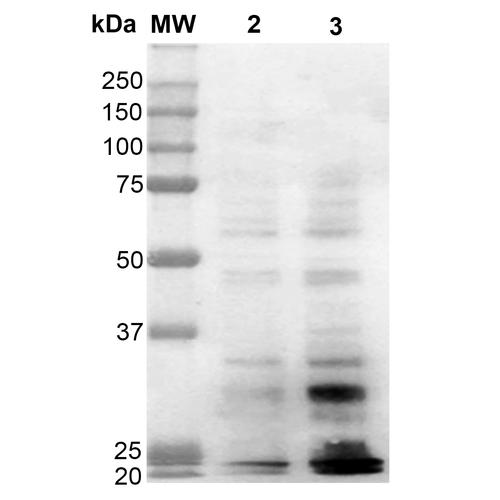 Dityrosine Antibody - Western Blot analysis of Human Cervical cancer cell line (HeLa) lysate showing detection of Dityrosine protein using Mouse Anti-Dityrosine Monoclonal Antibody, Clone 10A6. Lane 1: Molecular Weight Ladder (MW). Lane 2: HeLa cell lysate. Lane 3: H2O2 treated HeLa cell lysate. Load: 12 µg. Block: 5% Skim Milk in TBST. Primary Antibody: Mouse Anti-Dityrosine Monoclonal Antibody at 1:1000 for 2 hours at RT. Secondary Antibody: Goat Anti-Mouse IgG: HRP at 1:2000 for 60 min at RT. Color Development: ECL solution for 5 min in RT.