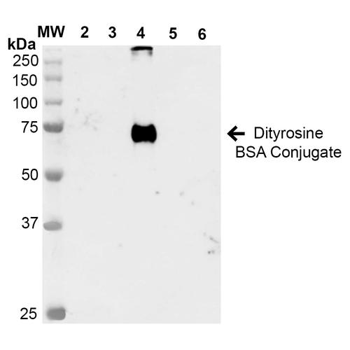 Dityrosine Antibody - Western Blot analysis of Dityrosine-BSA Conjugate showing detection of 67 kDa Dityrosine protein using Mouse Anti-Dityrosine Monoclonal Antibody, Clone 7D4. Lane 1: Molecular Weight Ladder (MW). Lane 2: BSA. Lane 3: 3,5-Dibromotyrosine-BSA. Lane 4: Dityrosine-BSA. Lane 5: Bromotyrosine-BSA. Lane 6: 7-ketocholesterol-BSA. Load: 1 µg. Block: 5% Skim Milk in TBST. Primary Antibody: Mouse Anti-Dityrosine Monoclonal Antibody at 1:1000 for 2 hours at RT. Secondary Antibody: Goat Anti-Mouse IgG: HRP at 1:2000 for 60 min at RT. Color Development: ECL solution for 5 min in RT. Predicted/Observed Size: 67 kDa.