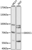 DIXDC1 Antibody - Western blot analysis of extracts of various cell lines, using DIXDC1 antibody at 1:1000 dilution. The secondary antibody used was an HRP Goat Anti-Rabbit IgG (H+L) at 1:10000 dilution. Lysates were loaded 25ug per lane and 3% nonfat dry milk in TBST was used for blocking. An ECL Kit was used for detection and the exposure time was 60S.