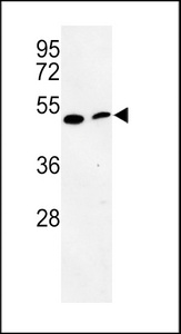 DJ858B16.2 / PISD Antibody - Western blot of PISD Antibody in mouse cerebellum tissue and mouse NIH-3T3 cell line lysates (35 ug/lane). PISD (arrow) was detected using the purified antibody.