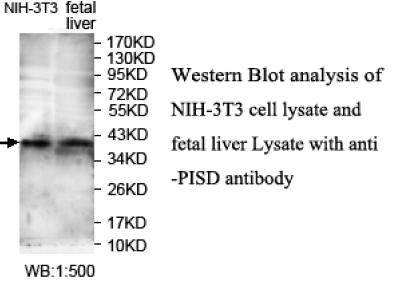DJ858B16.2 / PISD Antibody