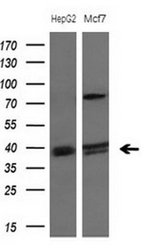 DJ858B16.2 / PISD Antibody - Western blot analysis of extracts. (10ug) from 2 different cell lines by using anti-PISD monoclonal antibody at 1:200 dilution.