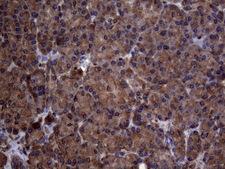 DJ858B16.2 / PISD Antibody - Immunohistochemical staining of paraffin-embedded Human pancreas tissue within the normal limits using anti-PISD mouse monoclonal antibody. (Heat-induced epitope retrieval by 1mM EDTA in 10mM Tris buffer. (pH8.5) at 120°C for 3 min. (1:150)