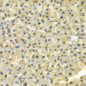 DKC1 / Dyskerin Antibody - Immunohistochemistry of paraffin-embedded Mouse pancreas.