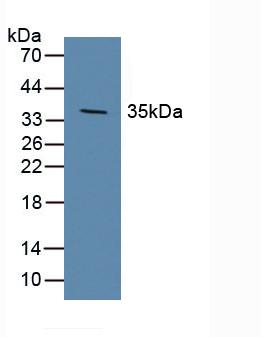 DKK1 Antibody - Western Blot; Sample: Porcine Brain Tissue.