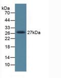 DKK1 Antibody - Western Blot; Sample: Rat Placenta Tissue.