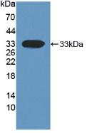 DKK1 Antibody - Western Blot; Sample: Recombinant DKK1, Human.