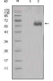 DKK1 Antibody - Western blot using DKK1 mouse monoclonal antibody against HEK293 (1) and DKK1-hIgGFc transfected HEK293 cell lysate (2).