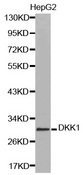 DKK1 Antibody - Western blot analysis of HepG2 cell lysate.