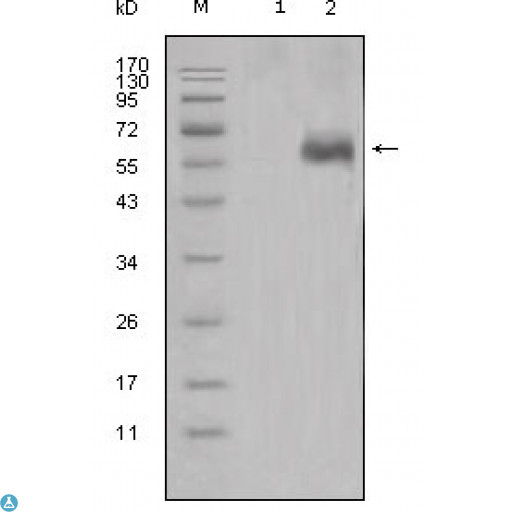 DKK1 Antibody - Western Blot (WB) analysis using Dkk-1 Monoclonal Antibody against HEK293 (1) and DKK1-hIgGFc transfected HEK293 cell lysate (2).