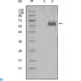 DKK1 Antibody - Western Blot (WB) analysis using Dkk-1 Monoclonal Antibody against HEK293 (1) and DKK1-hIgGFc transfected HEK293 cell lysate (2).