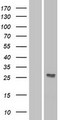 DKK2 Protein - Western validation with an anti-DDK antibody * L: Control HEK293 lysate R: Over-expression lysate