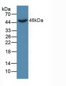 DKK3 Antibody - Western Blot; Sample: Recombinant DKK3, Human.