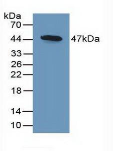 DKK3 Antibody - Western Blot; Sample: Recombinant DKK3, Mouse.