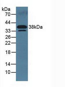 DKK3 Antibody - Western Blot; Sample: Mouse Serum.