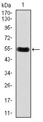DKK3 Antibody - DKK3 Antibody in Western Blot (WB)