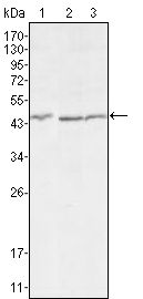 DKK3 Antibody - DKK3 Antibody in Western Blot (WB)