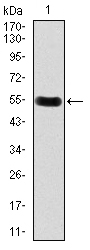 DKK3 Antibody - Western blot using DKK3 monoclonal antibody against human DKK3 recombinant protein. (Expected MW is 54.4 kDa)