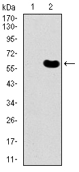 DKK3 Antibody - Western blot using DKK3 monoclonal antibody against HEK293 (1) and DKK3 (AA: 91-350)-hIgGFc transfected HEK293 (2) cell lysate.
