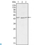 DKK3 Antibody - Western Blot (WB) analysis using Dkk-3 Monoclonal Antibody against HEK293 (1), MCF-7 (2) and HL7702 (3) cell lysate.