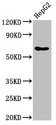 DLAT / PDC-E2 Antibody - Positive Western Blot detected in HepG2 whole cell lysate. All lanes: DLAT antibody at 4 µg/ml Secondary Goat polyclonal to rabbit IgG at 1/50000 dilution. Predicted band size: 69 KDa. Observed band size: 69 KDa