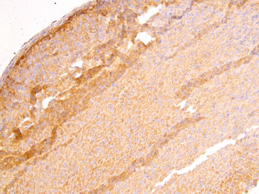 DLC1 Antibody - Goat Anti-DLC1 (Isoforms 1 and 3) Antibody (4µg/ml) staining of paraffin embedded Mouse Adrenal Gland. Heat induced antigen retrieval with citrate buffer pH 6, HRP-staining.
