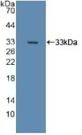 DLD / Diaphorase / E3 Antibody - Western Blot; Sample: Recombinant DLD, Rat.