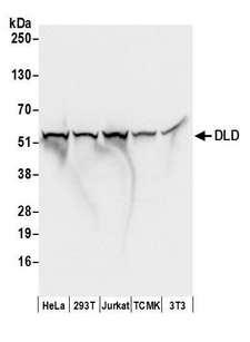DLD / Diaphorase / E3 Antibody - Detection of human and mouse DLD by western blot. Samples: Whole cell lysate (50 µg) from HeLa, HEK293T, Jurkat, mouse TCMK-1, and mouse NIH 3T3 cells prepared using NETN lysis buffer. Antibodies: Affinity purified rabbit anti-DLD antibody used for WB at 0.4 µg/ml. Detection: Chemiluminescence with an exposure time of 1 second.