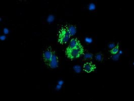 DLD / Diaphorase / E3 Antibody - Anti-DLD mouse monoclonal antibody immunofluorescent staining of COS7 cells transiently transfected by pCMV6-ENTRY DLD.
